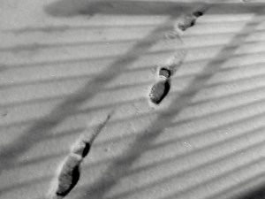 snowprints